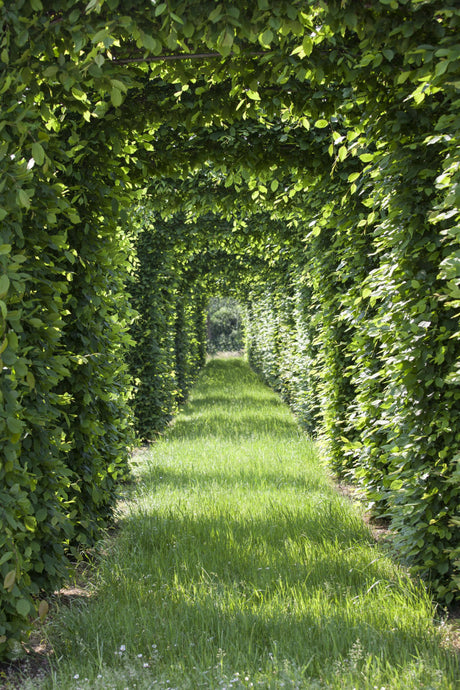 Fagus sylvatica VkG 6; in Einzelansicht; hohe ökonomische Bedeutung; Einsatzmöglichkeit z.B. : Schattenspender;;ab 2,02 Euro