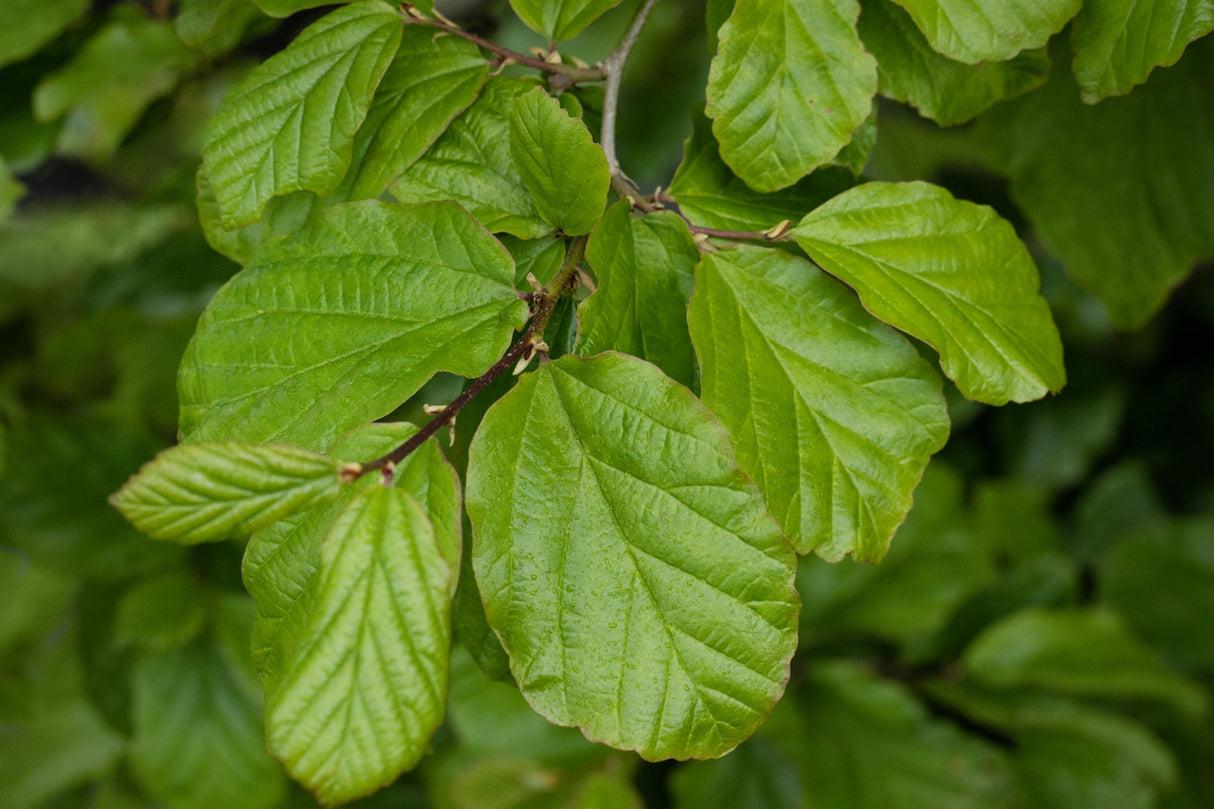Parrotia persica mit Belaubung, erhältlich von 40-60 bis 450-650 cm; Einsatz: ;;ab 39,40 Euro