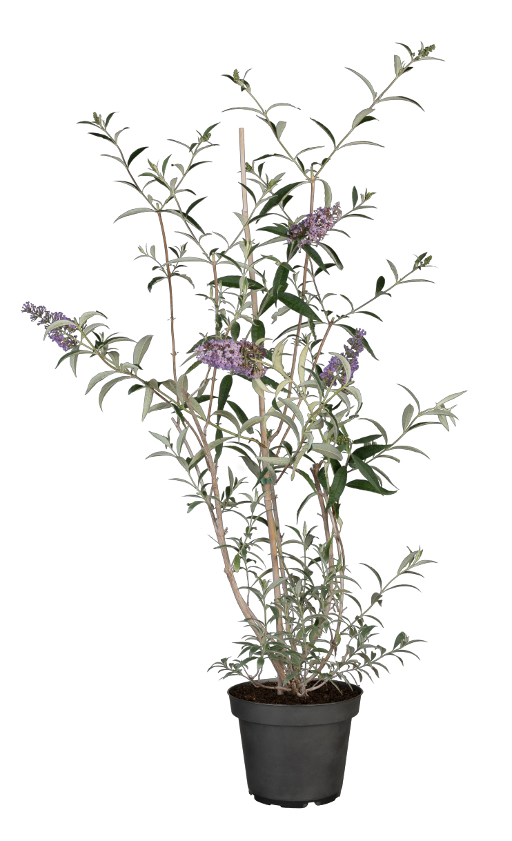 Buddleja davidii 'Nanho Blue' im Topf, erhältlich von 60-100 bis 125-150 cm; Einsatz: ;;ab 13,00 Euro