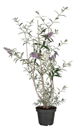 Buddleja davidii 'Nanho Blue'; hier im Topf; anziehung für Insekten; Einsatzmöglichkeit z.B. : Bienenweide; verfügbar in 4 Größen und Varianten;;ab 17,50 Euro