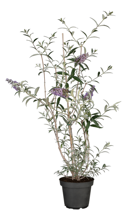 Buddleja davidii 'Nanho Blue' im Topf, erhältlich von 60-100 bis 125-150 cm; Einsatz: ;;ab 13,00 Euro