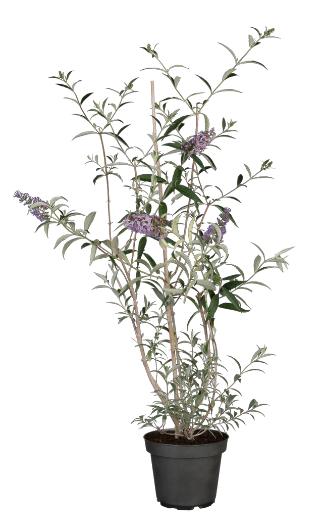 Buddleja davidii 'Nanho Blue' im Topf, erhältlich von 60-100 bis 125-150 cm; Einsatz: ;;ab 13,00 Euro