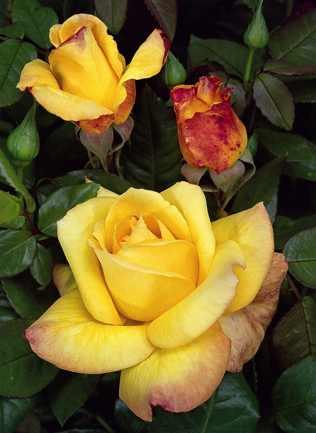 Rosa 'Canary' TH mit Blüte; Einsatz: ;;ab 6,50 Euro