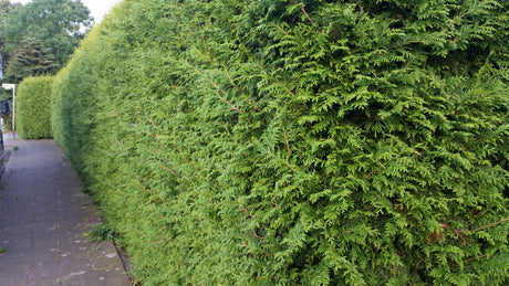 Thuja occidentalis 'Brabant'; als Hecke; robust gegen Krankheiten;;ab 10,80 Euro