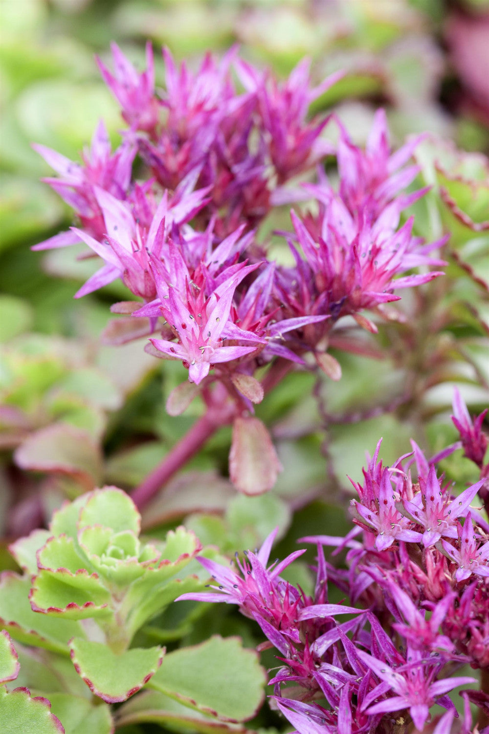 Sedum spurium 'Fuldaglut' mit Blüte; Einsatz: ;;ab 3,30 Euro