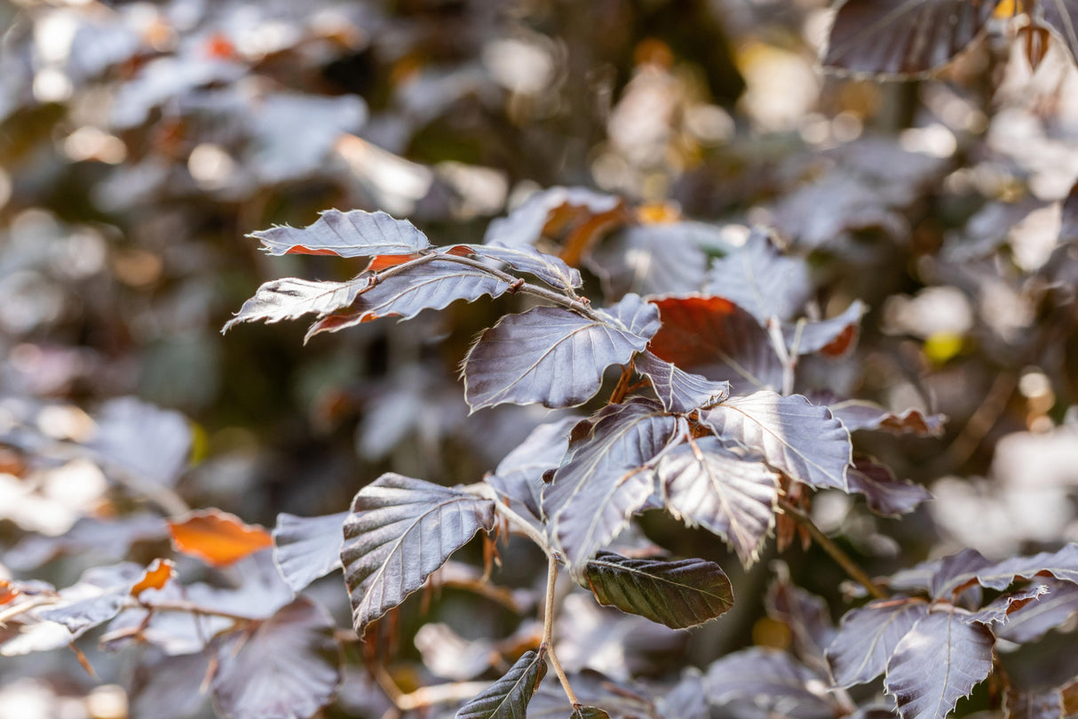 Fagus sylvatica 'Atropunicea' pflegeleicht;;Pflanzen vom Profi