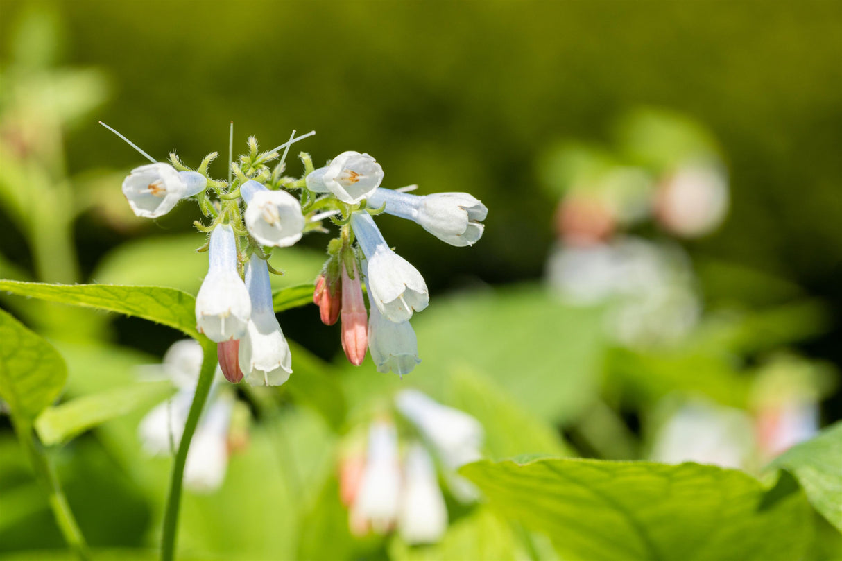Symphytum grandiflorum 'Hidcote Blue' mit Blüte; Einsatz: ;;ab 3,70 Euro