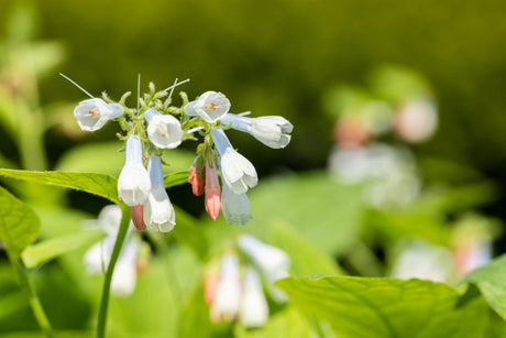 Symphytum grandiflorum 'Hidcote Blue' mit Blüte; Einsatz: ;;ab 3,70 Euro
