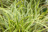Carex foliosissima 'Icedance'; winterhart; verfügbar in 3 Größen und Varianten;;ab 0,00 Euro