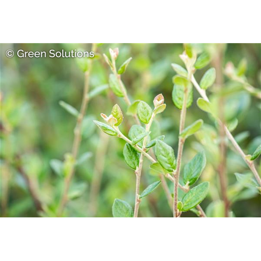Cotoneaster salicifolius 'Parkteppich' mit Belaubung, erhältlich von 20-30 bis 30-40 cm; Einsatz: ;;ab 3,45 Euro