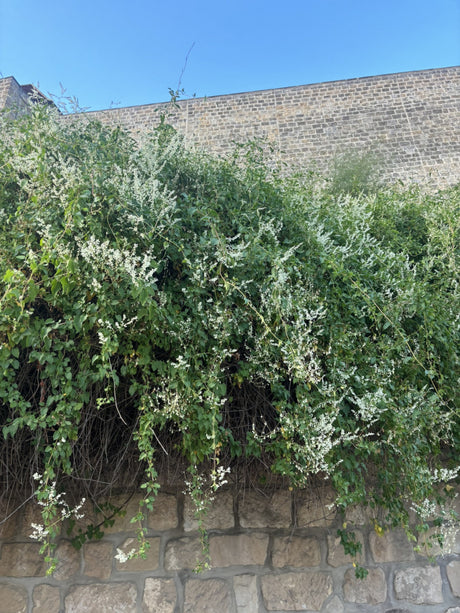 Polygonum aubertii; hier mit Blüte; bienenweide; Einsatzmöglichkeit z.B. : Schnellwachsend;;mit zeitnaher Lieferung