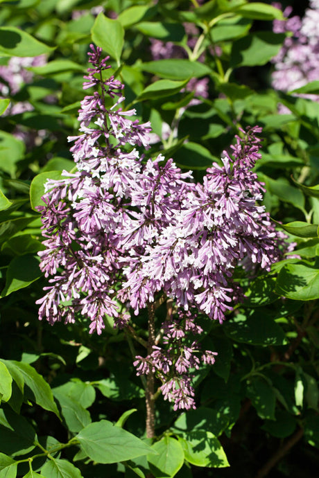 Syringa patula 'Miss Kim' mit Blüte, erhältlich von 40-60 bis 80- cm; Einsatz: ;;ab 39,40 Euro