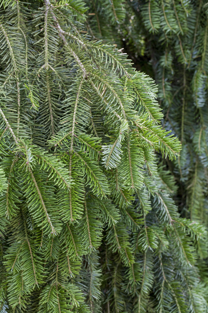 Genaues Foto für Abies alba folgt; dieses ähnliche Bild dienst der Illustration von Weißtanne