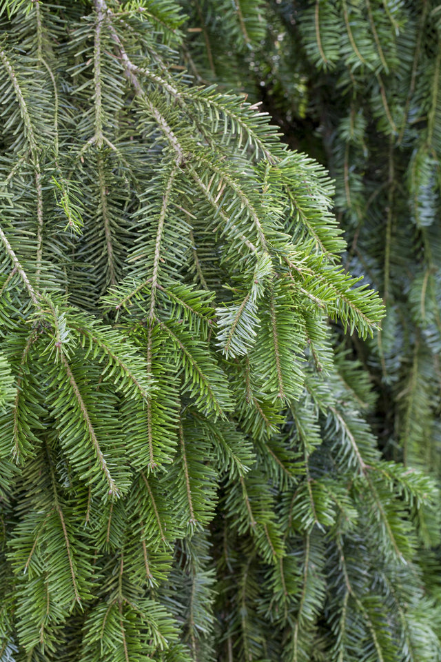 Genaues Foto für Abies alba folgt; dieses ähnliche Bild dienst der Illustration von Weißtanne