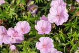 Geranium sanguineum var. striatum; hier mit Blüte; schneckensicher (schneckenresistent); Einsatzmöglichkeit z.B. : Steingärten;;ab 0,00 Euro