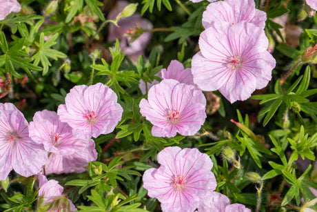 Geranium sanguineum var. striatum mit Blüte; Einsatz: ;;ab 3,70 Euro