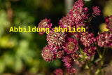 Genaues Foto für Astrantia major 'Star of Beauty' folgt; dieses ähnliche Bild dient der Illustration von Garten-Sterndolde