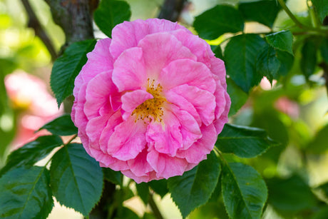 Rosa gallica mit Blüte, erhältlich von 40-70 bis 70-90 cm; Einsatz: ;;ab 3,95 Euro