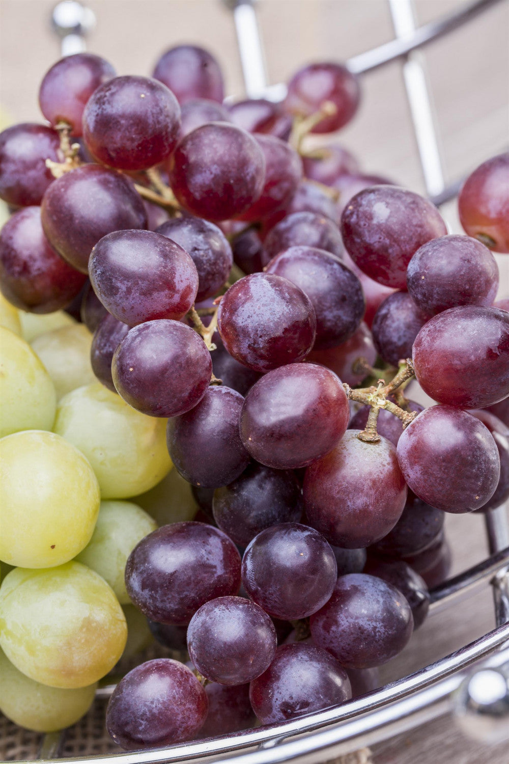Vitis 'Solara' mit Früchten, erhältlich von 80-100 bis 80-100 cm; Einsatz: ;;ab 25,90 Euro