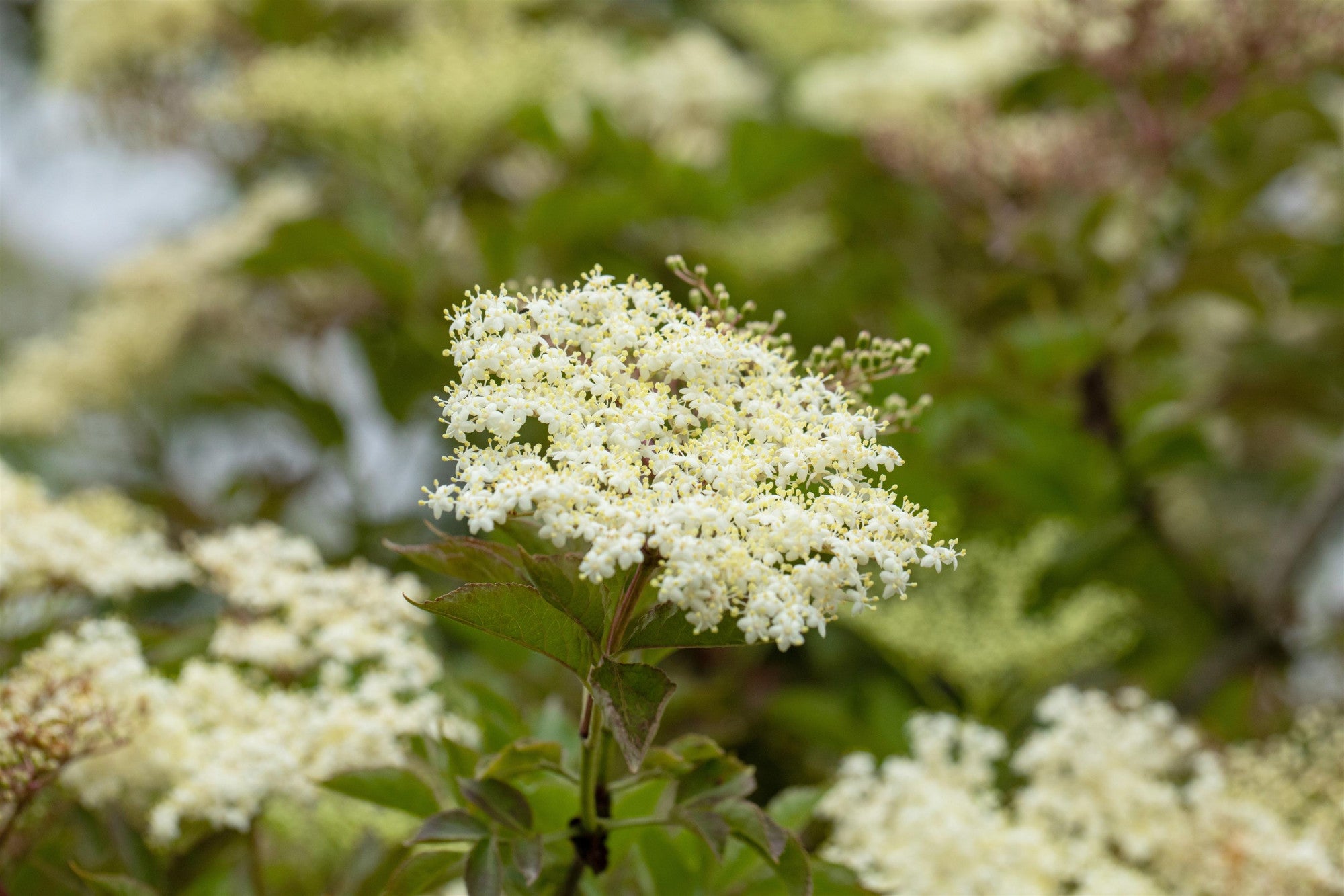 Sambucus nigra 'Laciniata' (Schwarzer Holunder 'Laciniata')