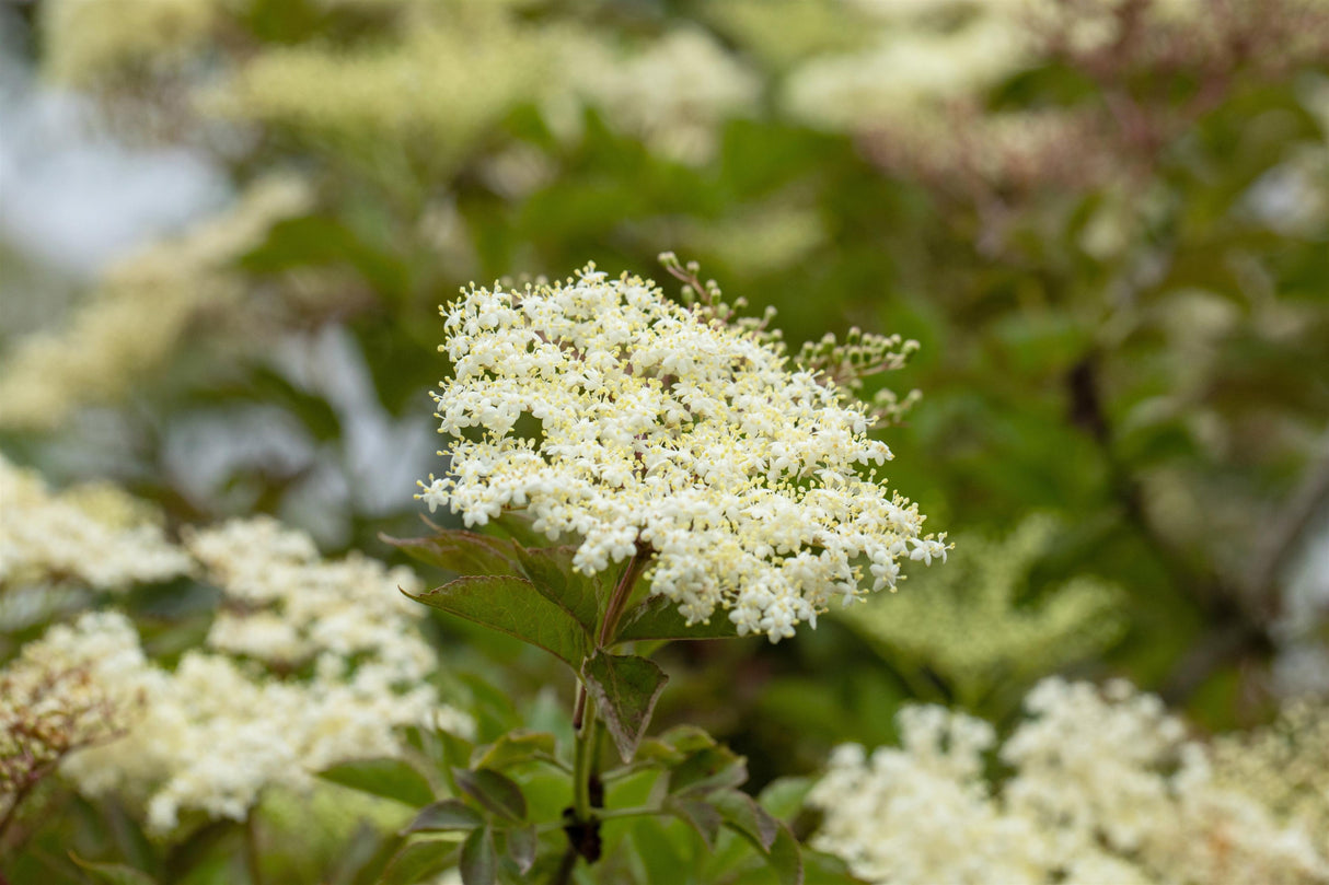 Sambucus nigra 'Laciniata' mit Blüte, erhältlich von 40-60 bis 60-100 cm; Einsatz: ;;ab 6,90 Euro