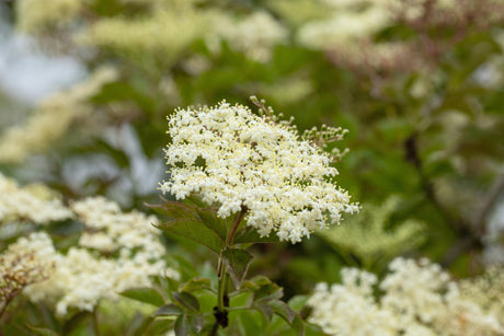Sambucus nigra 'Laciniata' mit Blüte, erhältlich von 40-60 bis 60-100 cm; Einsatz: ;;ab 6,90 Euro