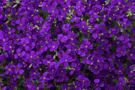 Aubrieta x cult. , blau mit Blüte; Einsatz: ;;ab 2,72 Euro