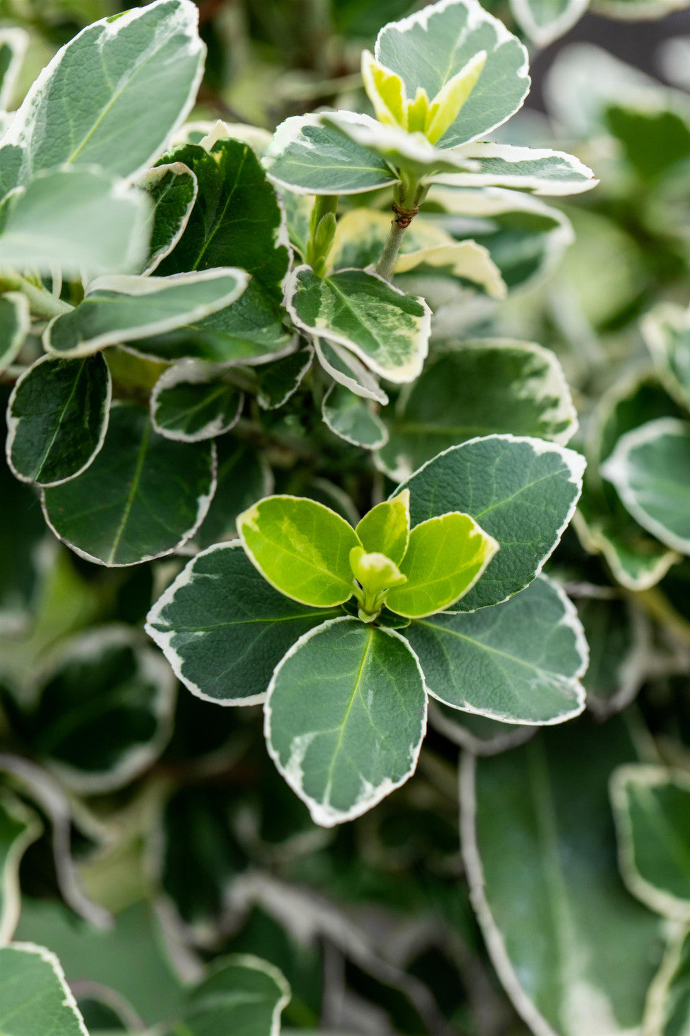 Euonymus fortunei 'Silver Queen' , erhältlich von 15-20 bis 20-30 cm;;ab 6,00 Euro