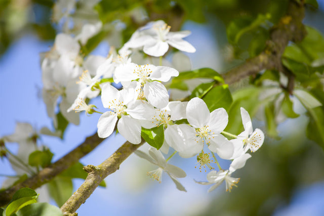 Malus 'Butterball' mit Blüte, erhältlich von 60-100 bis 450-650 cm; Einsatz: ;;ab 16,60 Euro