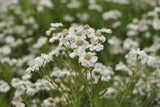 Achillea ptarmica; hier mit Blüte; winterhart; Einsatzmöglichkeit z.B. : Steingärten;;ab 0,00 Euro