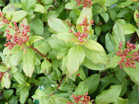 Mittelmeer-Schneeball; hier mit Belaubung; pflegeleicht; Einsatzmöglichkeit z.B. : Gruppenpflanzung;;günstig mit Qualität