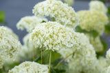 Hydrangea arbor. 'Strong Annabelle'; hier mit Blüte; winterhart; Einsatzmöglichkeit z.B. : Garten; verfügbar in 3 Größen und Varianten;;ab 46,80 Euro