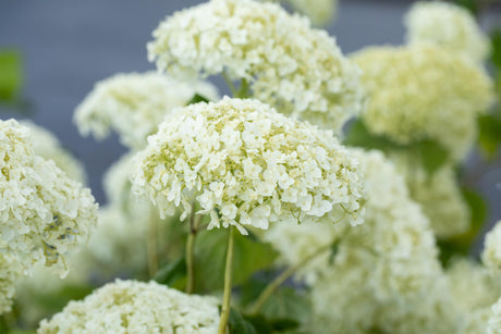 Hydrangea arbor. 'Strong Annabelle' mit Blüte, erhältlich von 40-60 bis 80-100 cm; Einsatz: ;;ab 34,60 Euro