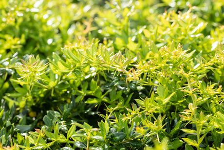 Berberis frikartii 'Verrucandi' , erhältlich von 20-25 bis 50-60 cm;;ab 15,60 Euro