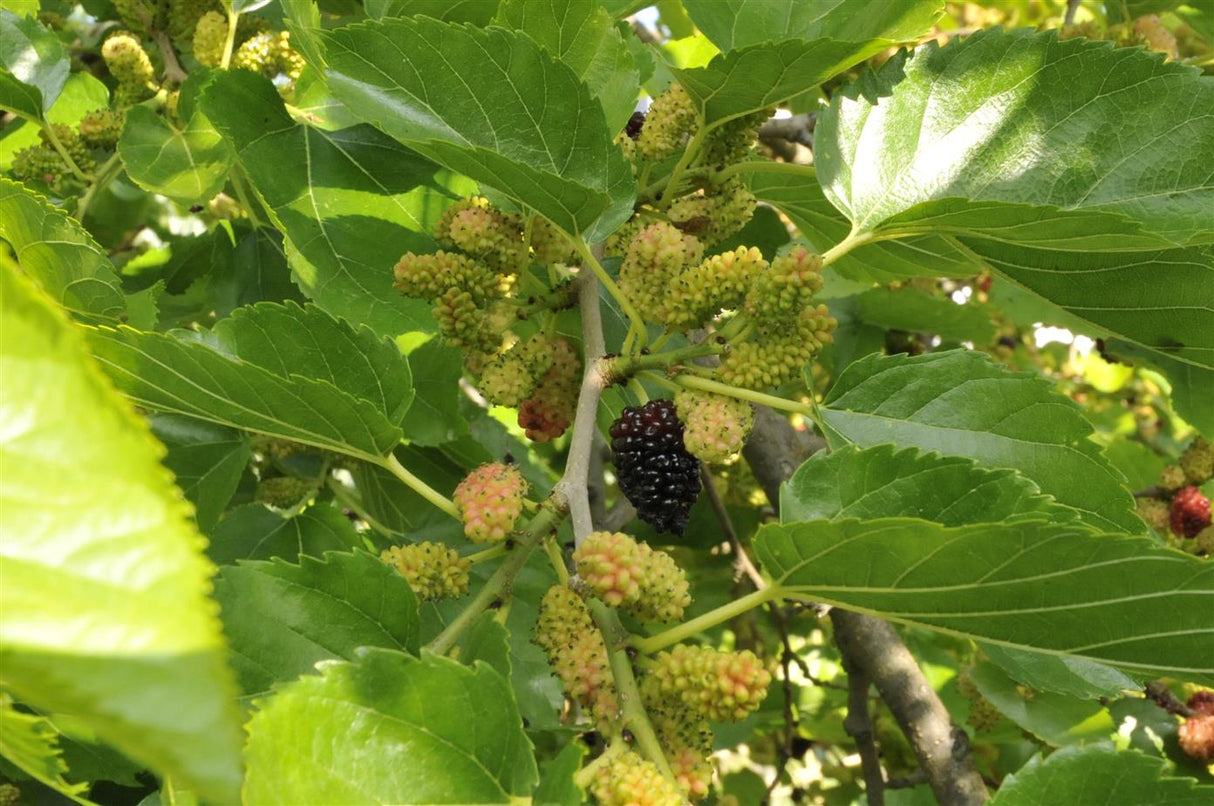 Morus nigra , erhältlich von 60-100 bis 450-650 cm;;ab 12,50 Euro