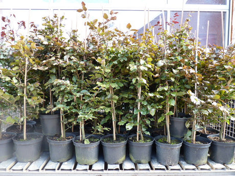Synonym (alte Bezeichnung): Fagus sylvatica cuprea; vorbereitet für Versand; schnittfest, anspruchslos, dicht wachsend; Einsatzmöglichkeit z.B. : Vogelschutzhecke;;ab 8,55 Euro