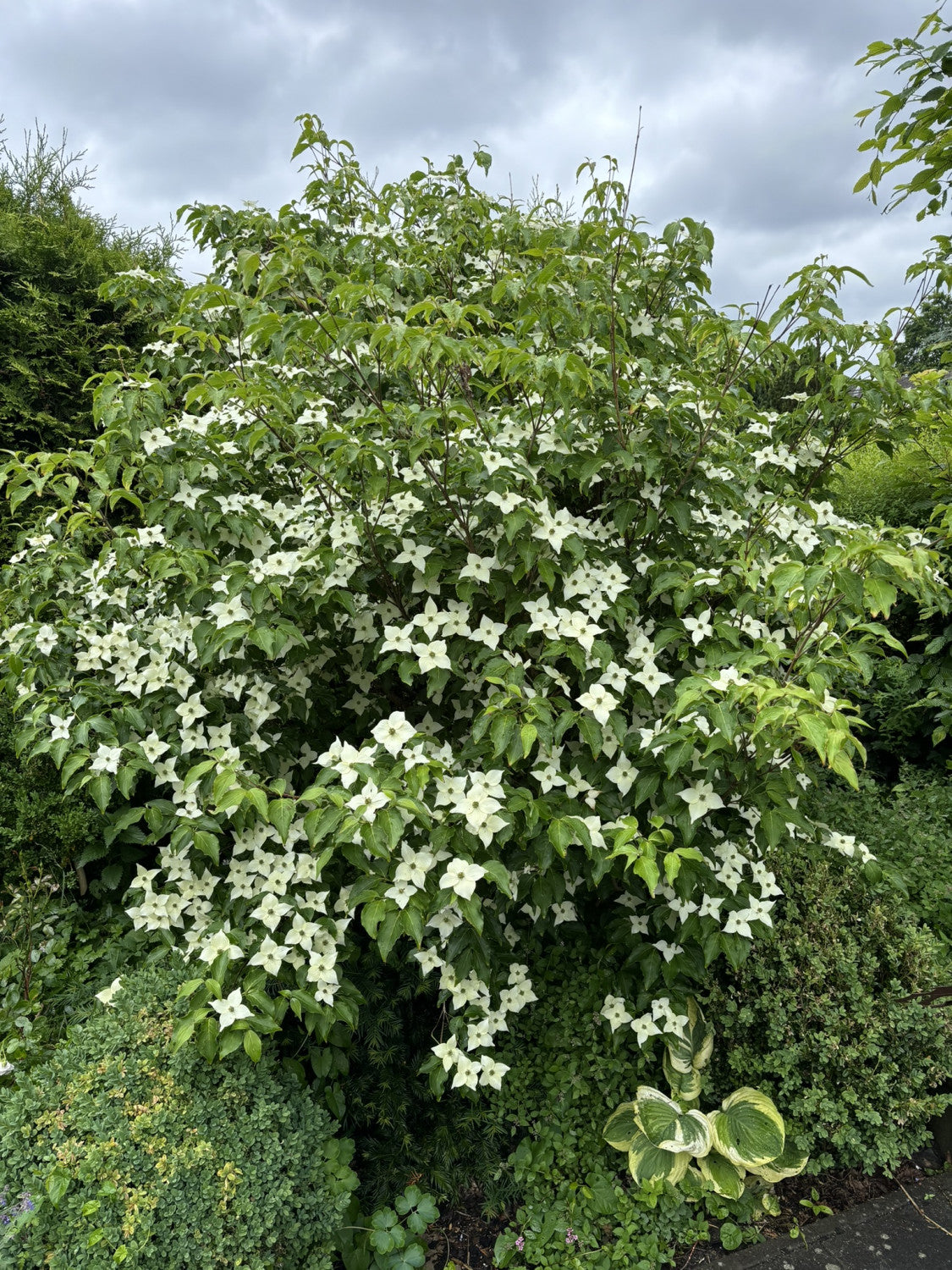 asiatischer blumen-hartriegel als Pflanze im Beet, erhältlich als: Solitär; Einsatz: Gartenbaumwinterhart;;günstig mit Qualität