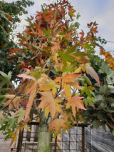 Sweetgum; hier mit Herbstlaub; dekorative Früchte; Einsatzmöglichkeit z.B. : Allein- und Gruppenstellung; erhältlich mit Stammumfang von 12-14 bis 20-25 cm;;günstig mit Qualität