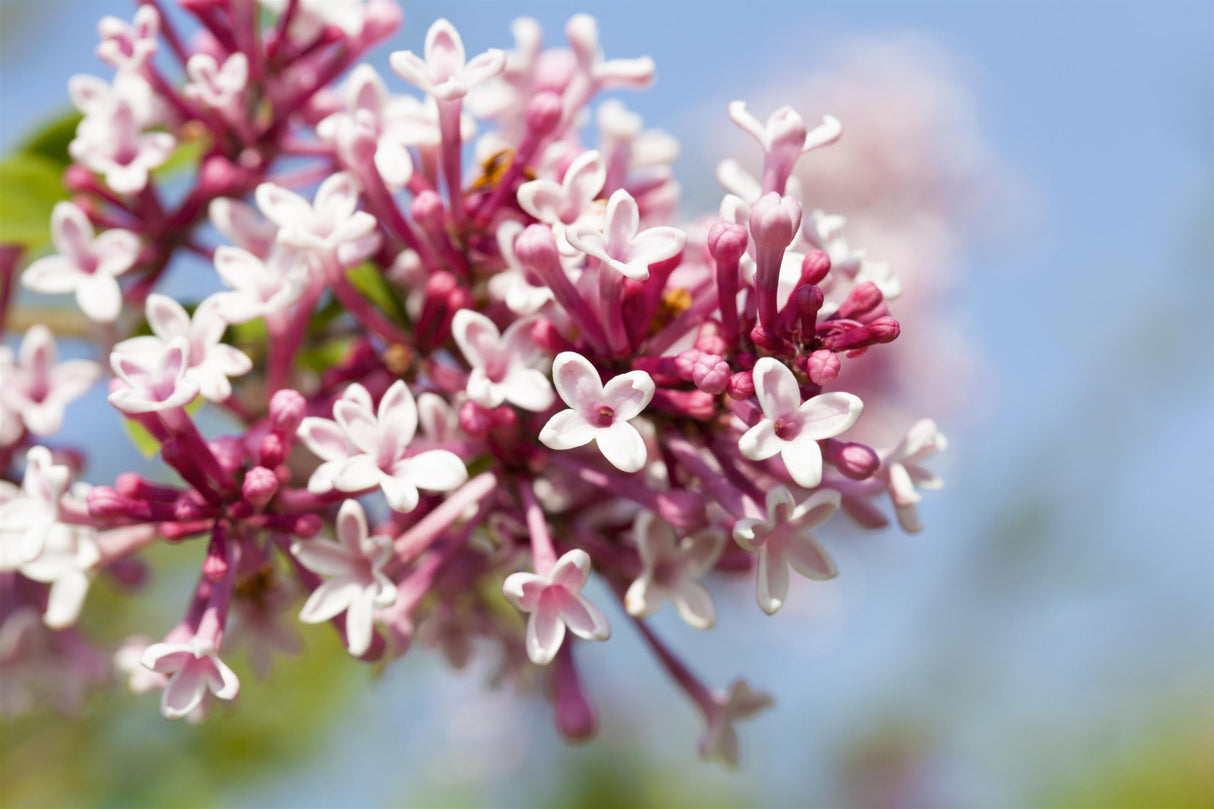 Syringa reflexa mit Blüte, erhältlich von 40-60 bis 125-150 cm; Einsatz: ;;ab 16,60 Euro
