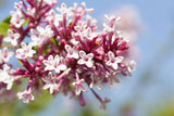 Syringa reflexa; hier mit Blüte; duftend; Einsatzmöglichkeit z.B. : Solitärgehölz; verfügbar in 7 Größen und Varianten;;ab 20,70 Euro