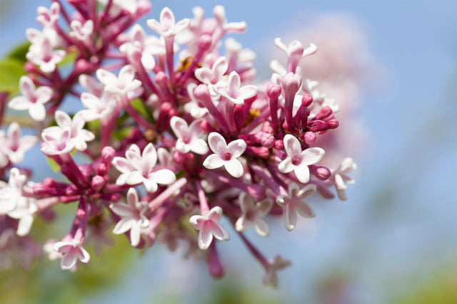 Syringa reflexa mit Blüte, erhältlich von 40-60 bis 125-150 cm; Einsatz: ;;ab 16,60 Euro