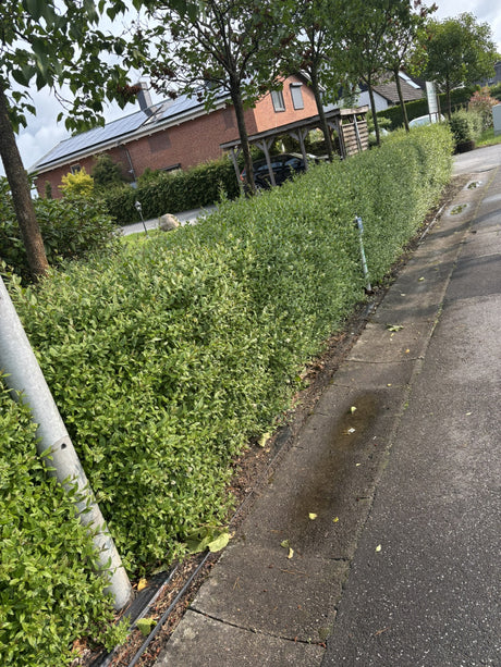 Ligustrum vulgare 'Atrovirens'; immergrün;;Pflanzen vom Profi