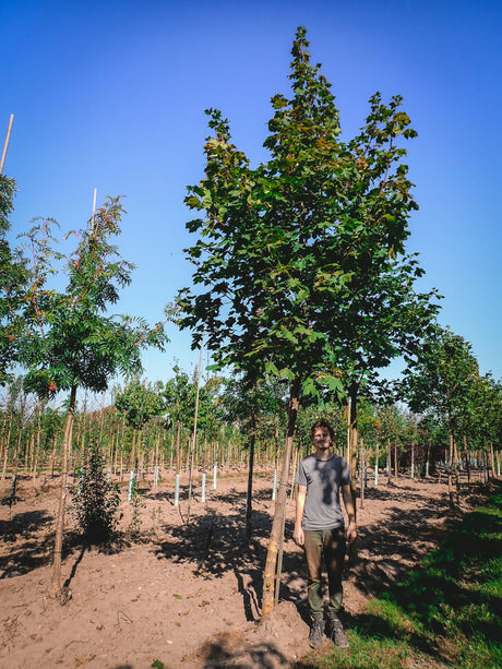Acer platanoides VkG 4, 5, 6; schnellwüchsig;;ab 2,26 Euro