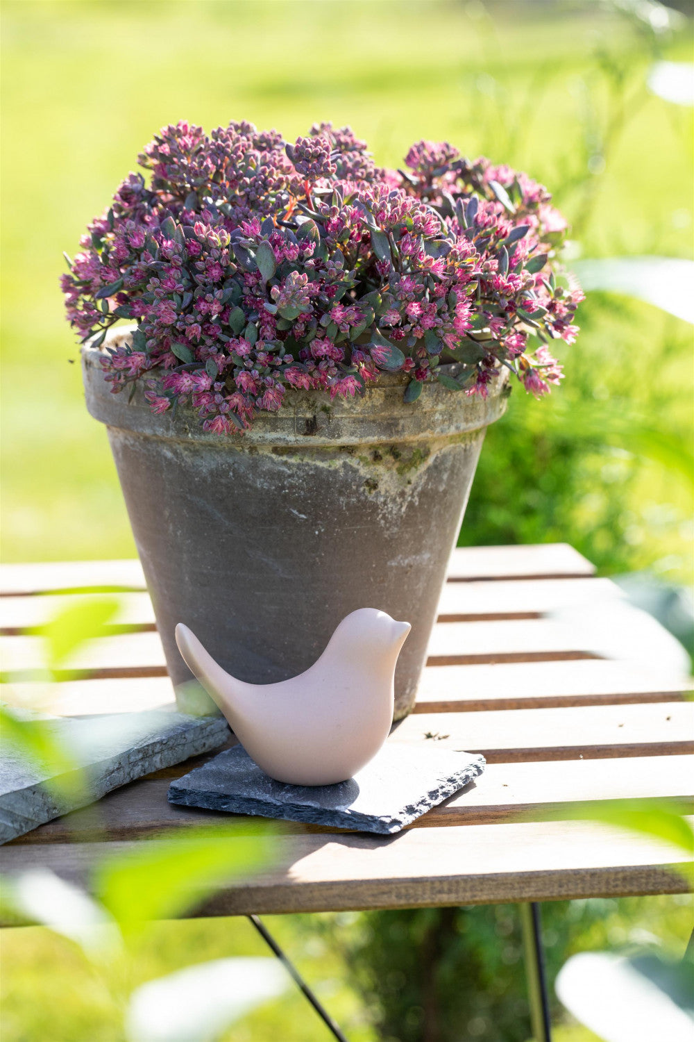 Garten-Fettblatt im Topf; Einsatz: Steingärtentrockenheitsverträglich;;hier kaufen