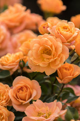 Rosa 'Apricot Clementine' Z; hier mit Blüte; blütenfülle; Einsatzmöglichkeit z.B. : Rabatten;;ab 11,10 Euro