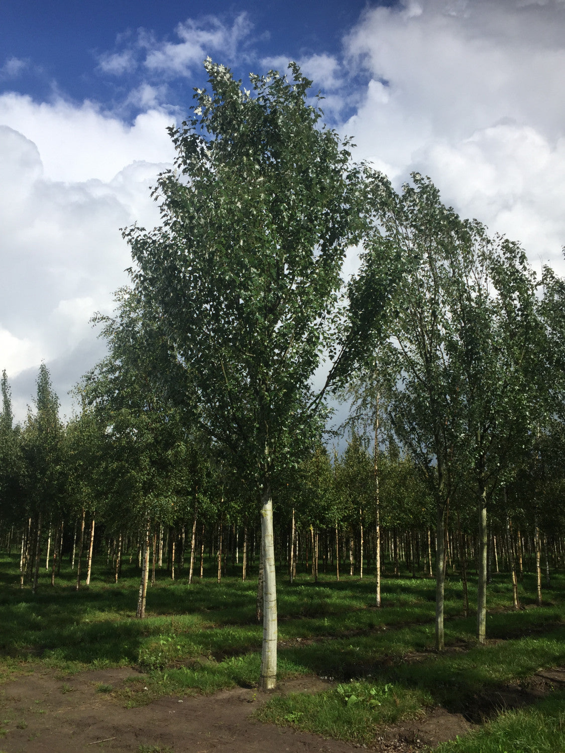 Populus tremula , erhältlich von 50-80 bis 450-650 cm;;ab 2,48 Euro