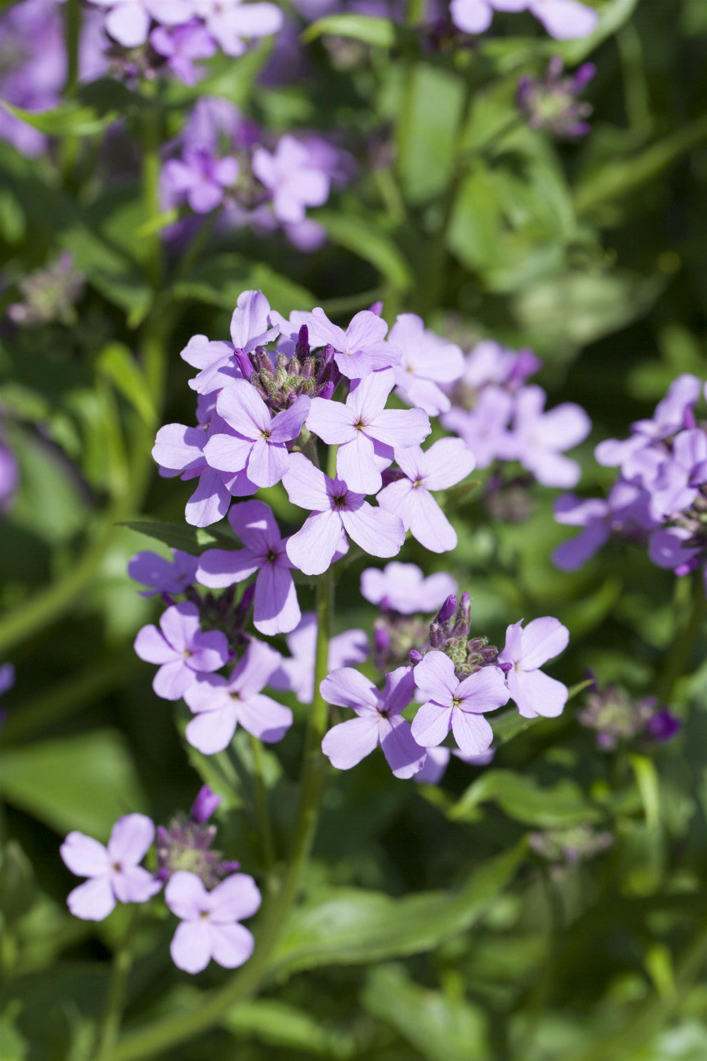 Hesperis matronalis mit Blüte; Einsatz: ;;ab 3,70 Euro