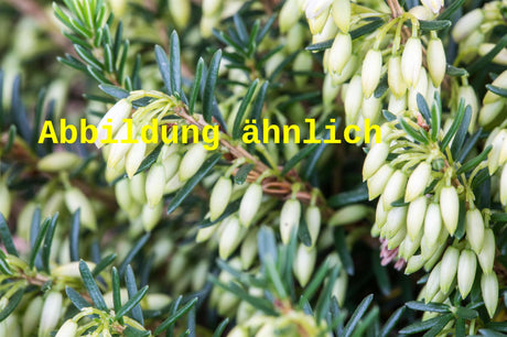 Genaues Foto für Erica carnea 'Springwood White' folgt; dieses ähnliche Bild dienst der Illustration von Schneeheide 'Springwood White'