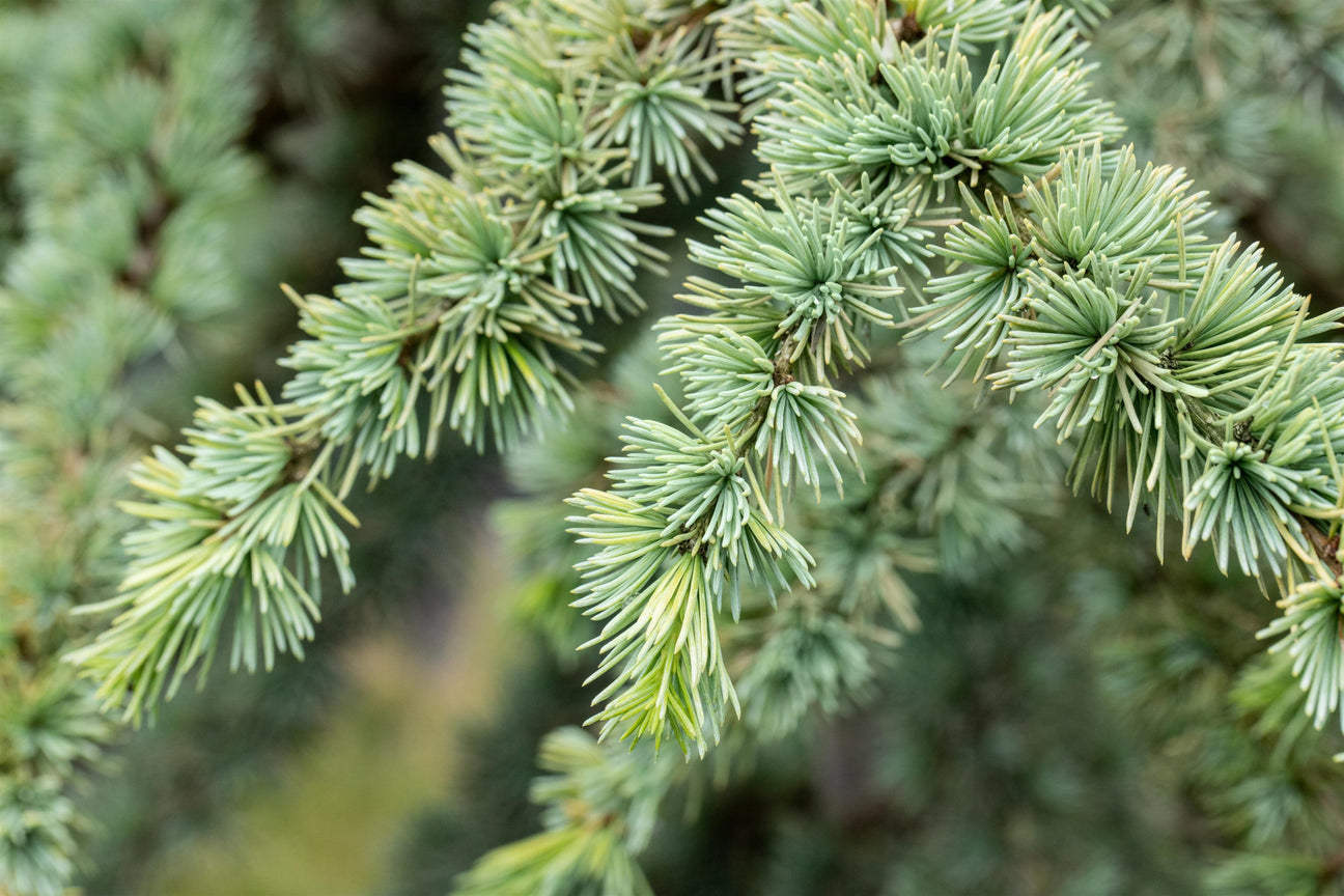 Cedrus atlantica 'Aurea' , erhältlich von 30-40 bis 125-150 cm;;ab 31,20 Euro