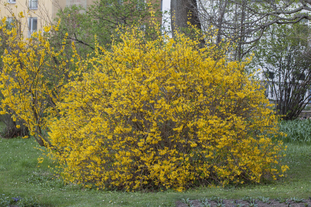 Forsythia intermedia 'Spectabilis' als Pflanze im Beet; Einsatz: Heckenpflanzeschnittverträglich;;mit zeitnaher Lieferung